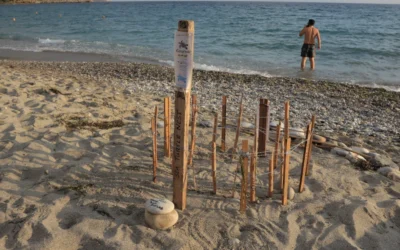 Tracking Turtles on Pantazi beach, Agios Nikolaos