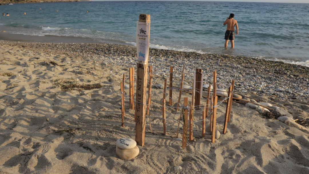 Tracking Turtles on Pantazi beach, Agios Nikolaos
