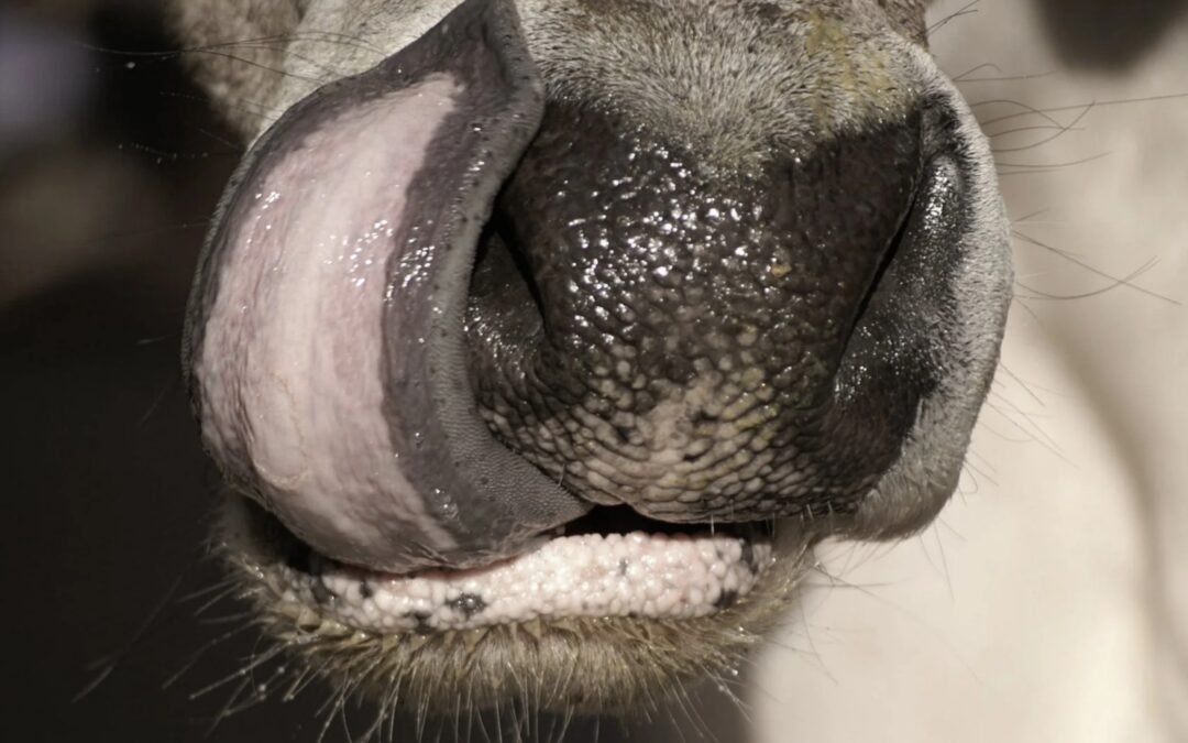 Case of Bluetongue disease confirmed in Mani cattle