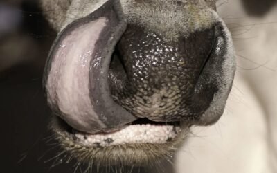 Case of Bluetongue disease confirmed in Mani cattle