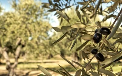 Olives ’25