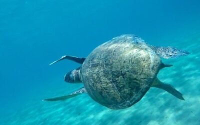 Turtle attacks surge in Greek coastal waters