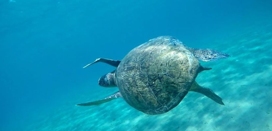 Turtle attacks surge in Greek coastal waters