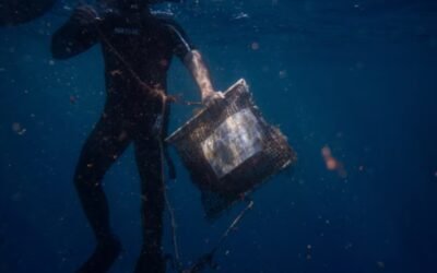 Mussels reveal growing pollution in Greece’s “pristine” seas