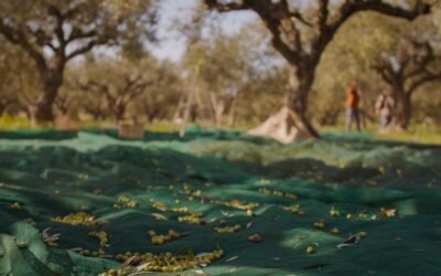 The harvest’s oil prices commence at a low level