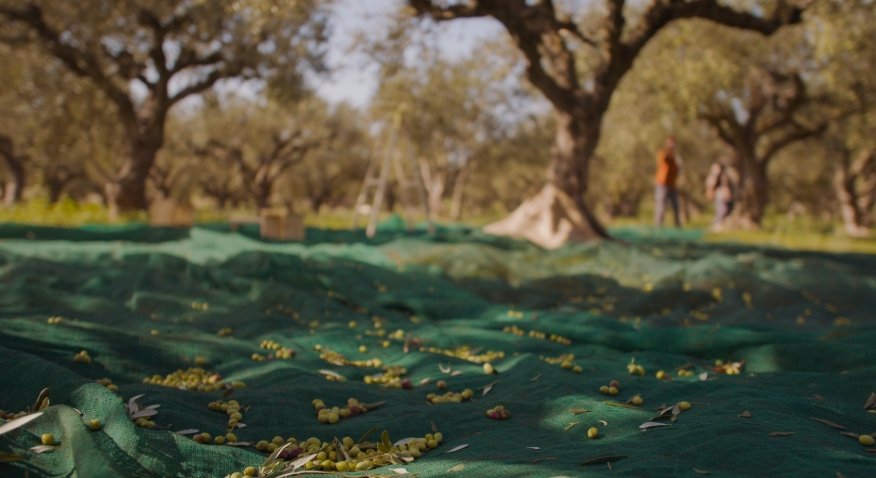 The harvest’s oil prices commence at a low level