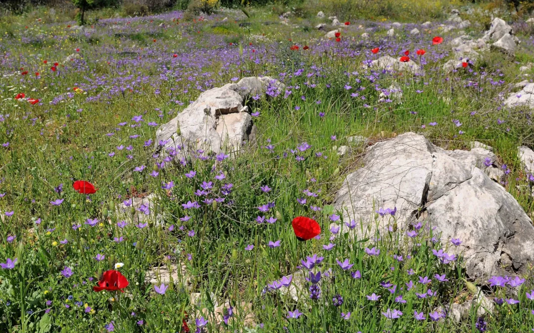 Spring flowers in the Mani